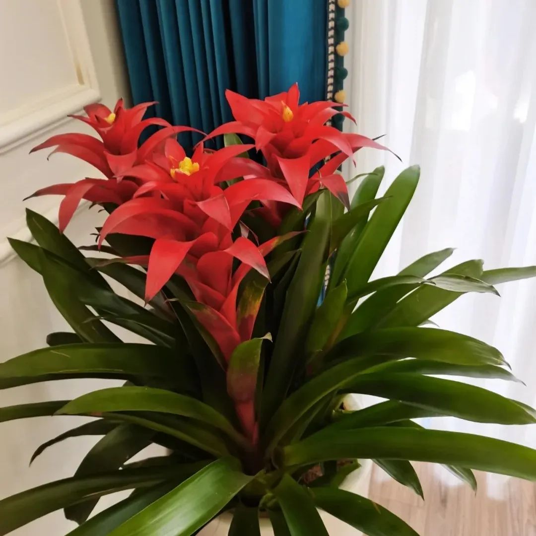 养花公认最美4种花满屋飘香,什么花可以给家里带来阳气好运