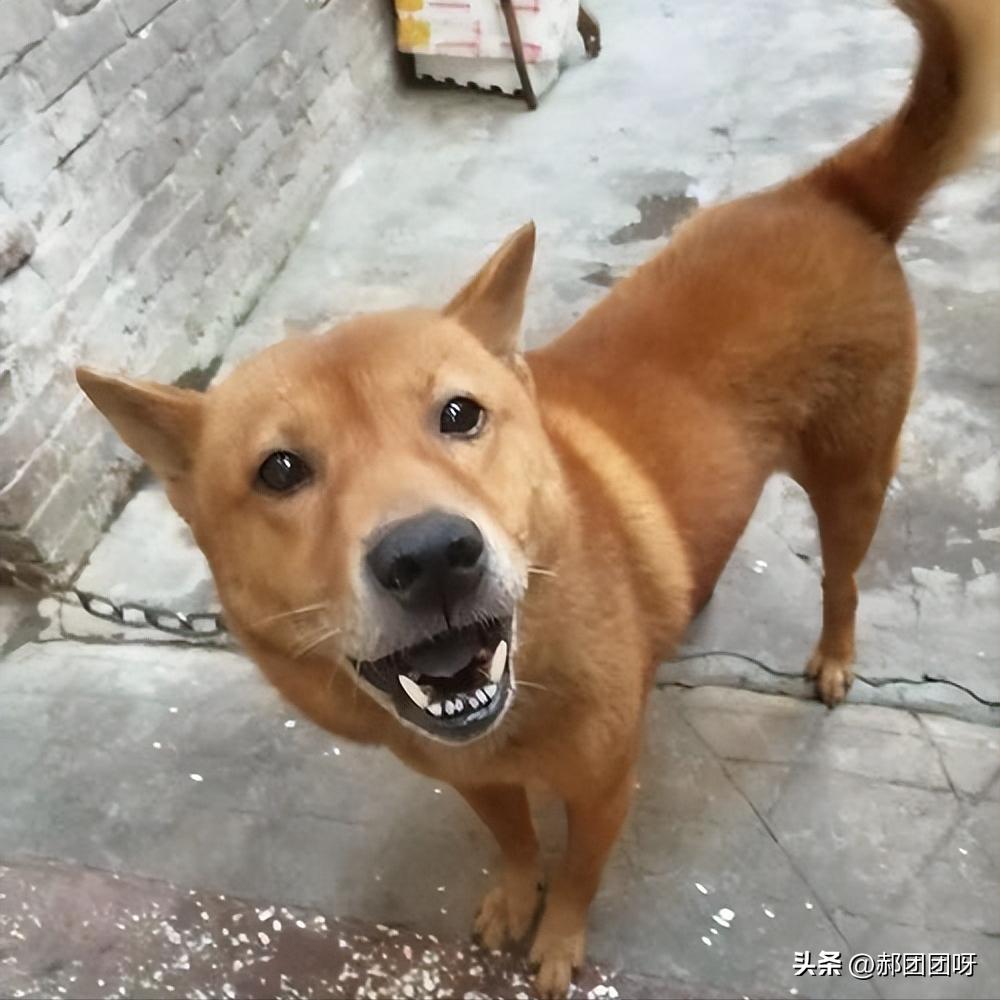 农村土狗从来没见过主人,现在农村已经没有纯种的土狗了