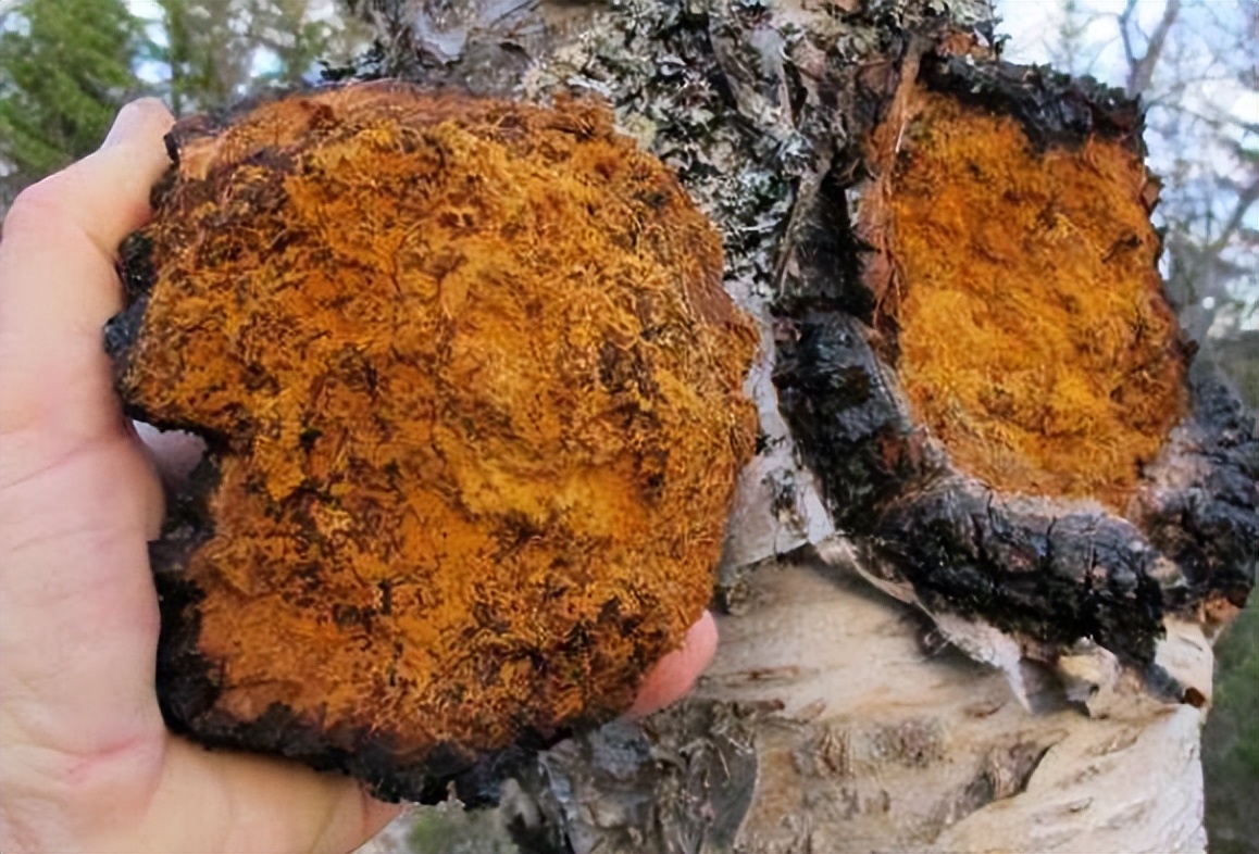 民国的长白山有种山客，他们采“桦树茸”，这活可不是谁都能干的