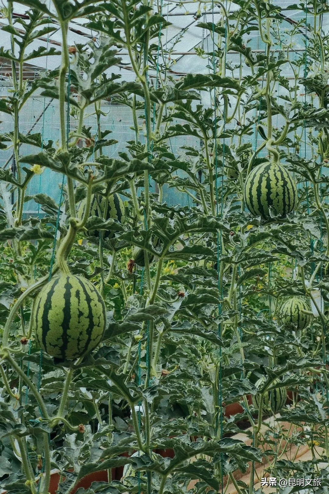 昆明一日游小众打卡景点冬天,小众的昆明周边度假景点