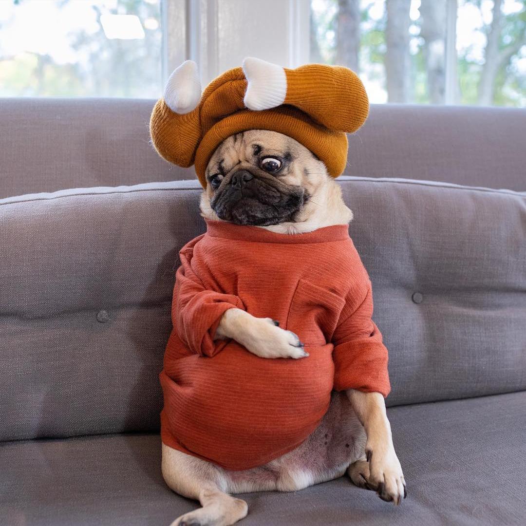 养巴哥犬的优缺点,第一次养狗适合养什么巴哥犬