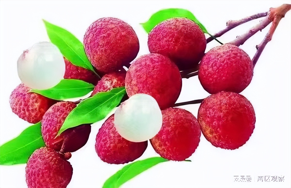 荔枝颂红线女完整版,荔枝颂粤剧