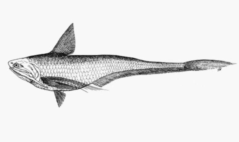 长江禁捕了哪里的刀鱼可以吃,长江禁捕哪来的刀鱼