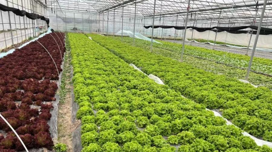 太仓管控区居民菜篮子,太仓菜篮子情况