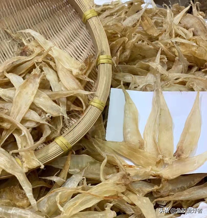 最全鱼胶品种大全,值得收藏的鱼胶品种