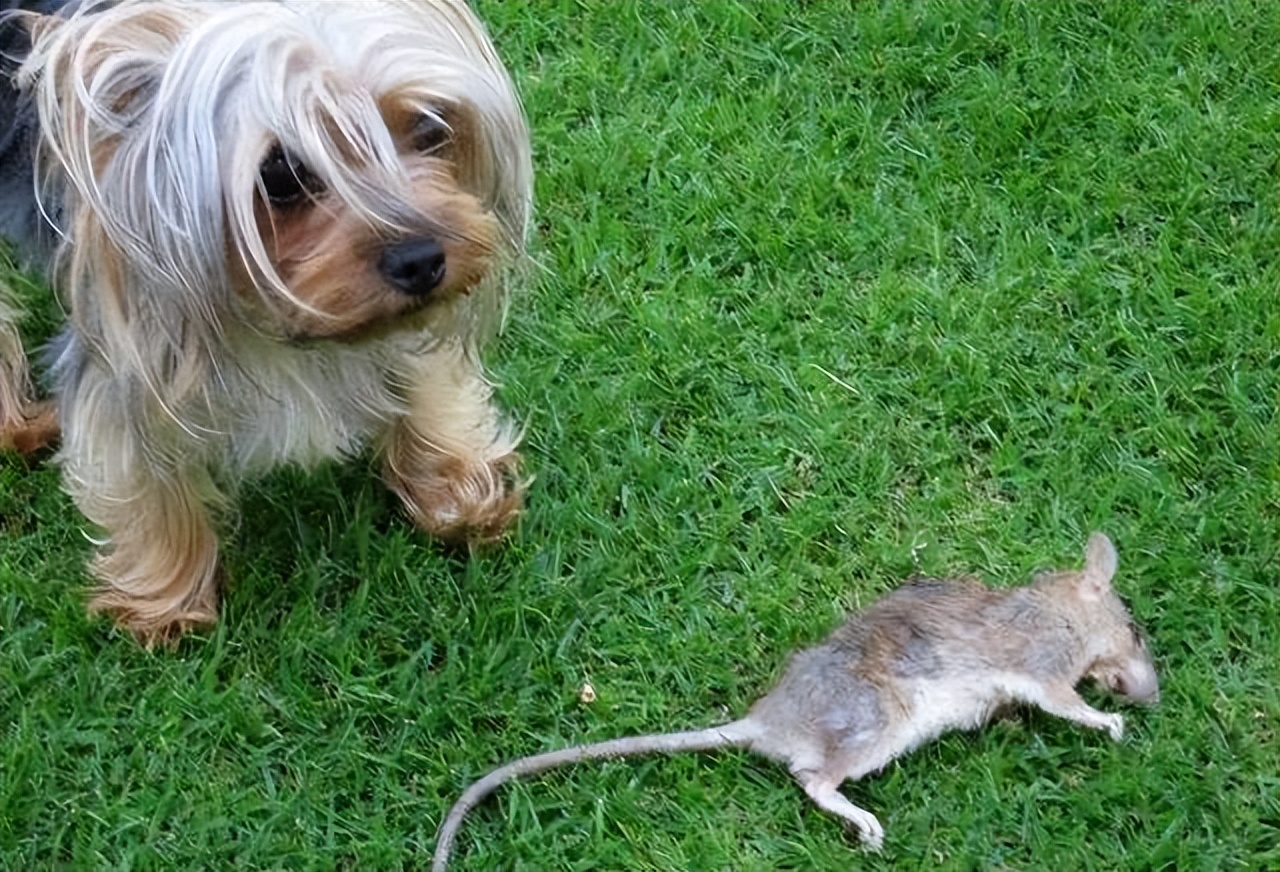 最适合懒人养的狗约克夏,养狗就养约克夏