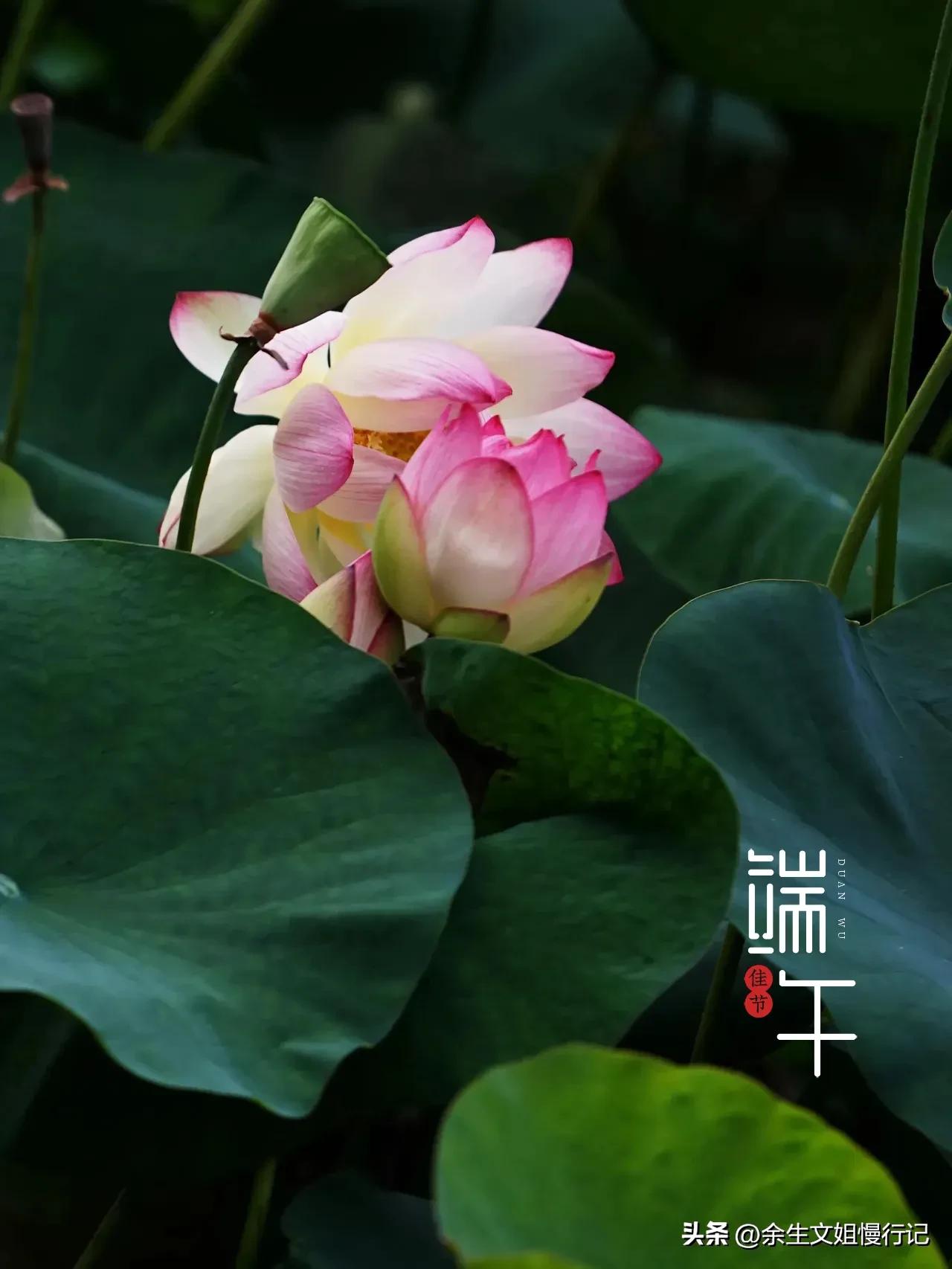 端午节的起源和演变手抄报,端午节的起源和哪个人物无关