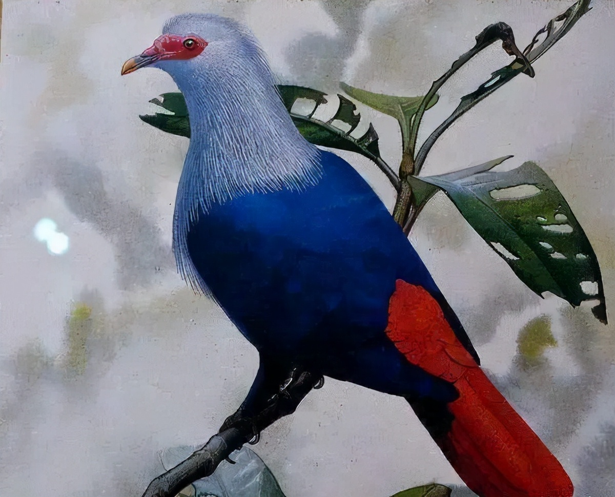 被西方殖民者杀到灭绝的动物,欧洲殖民者灭绝的动物