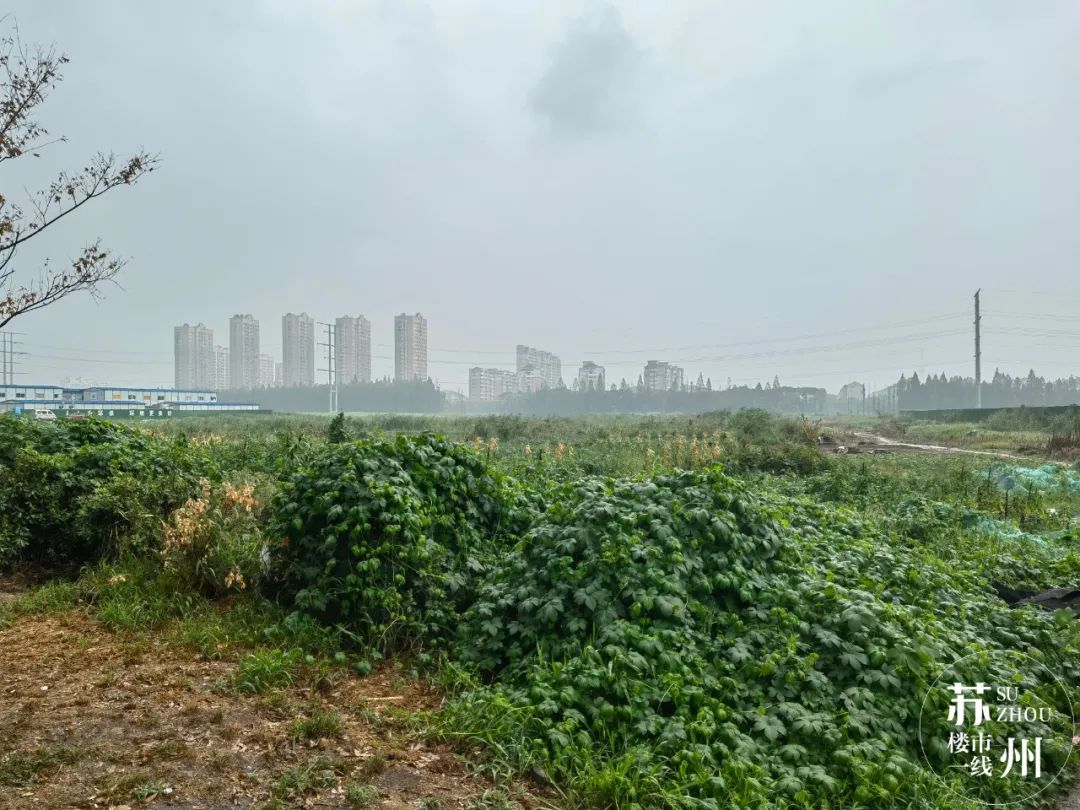 冻资3000组!“笠泽之星”能补回“太泽之星”的面子吗?