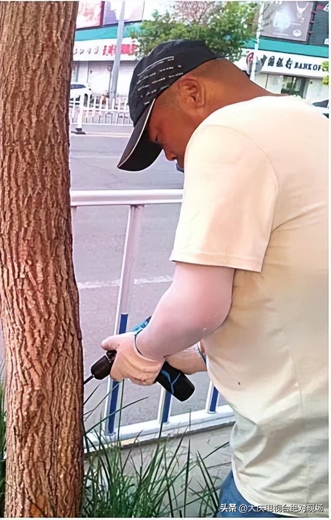 大庆市多部门积极行动救治糖槭树