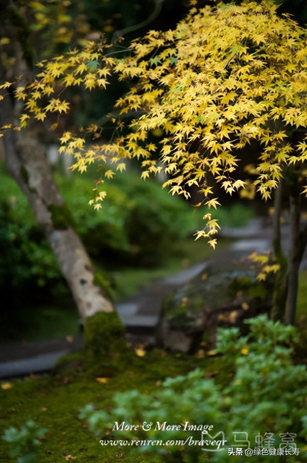 波特兰日本花园游玩,世界花园打卡