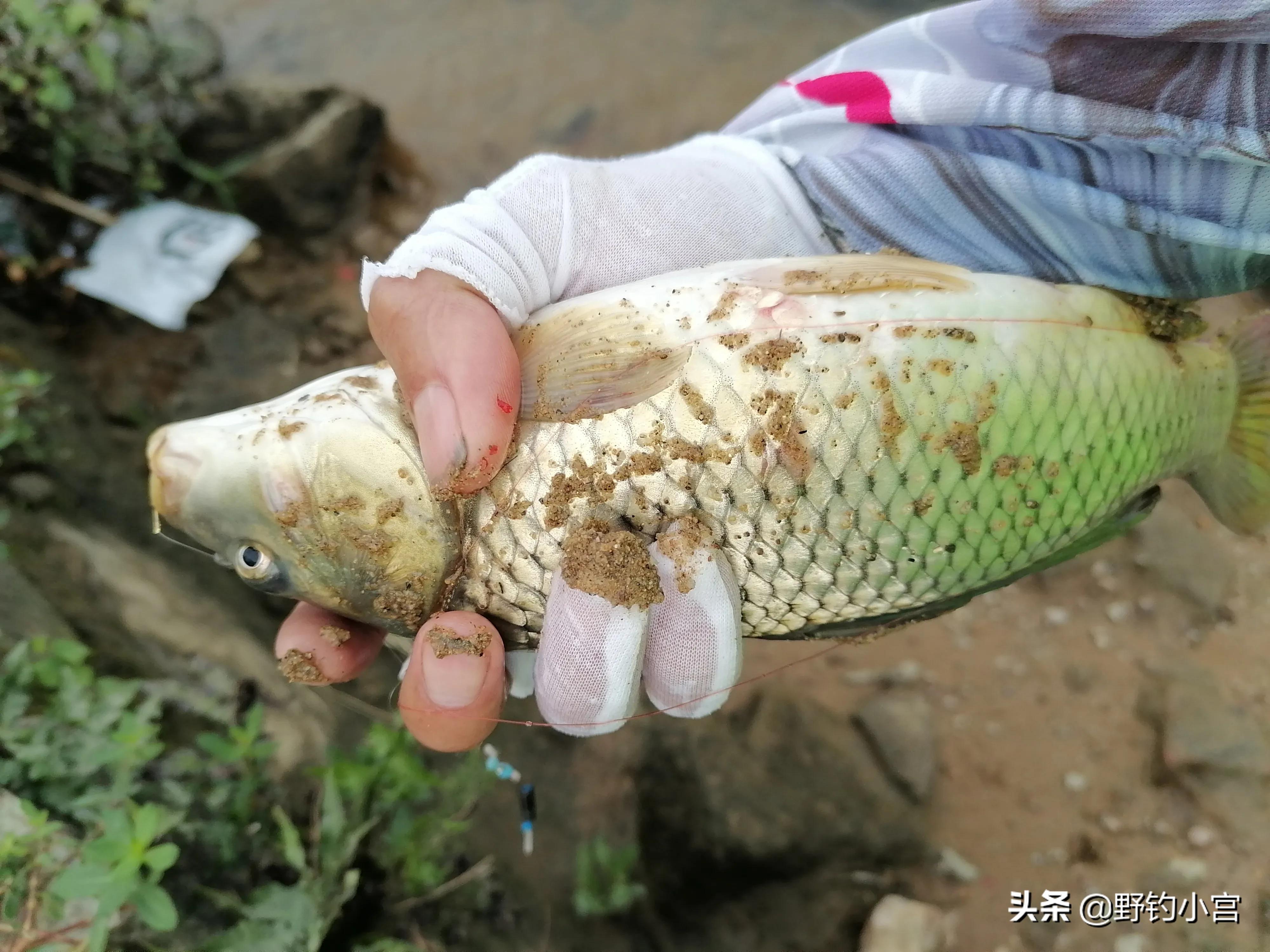 野钓半水调漂的正确方法与技巧,野钓通用半水调漂法