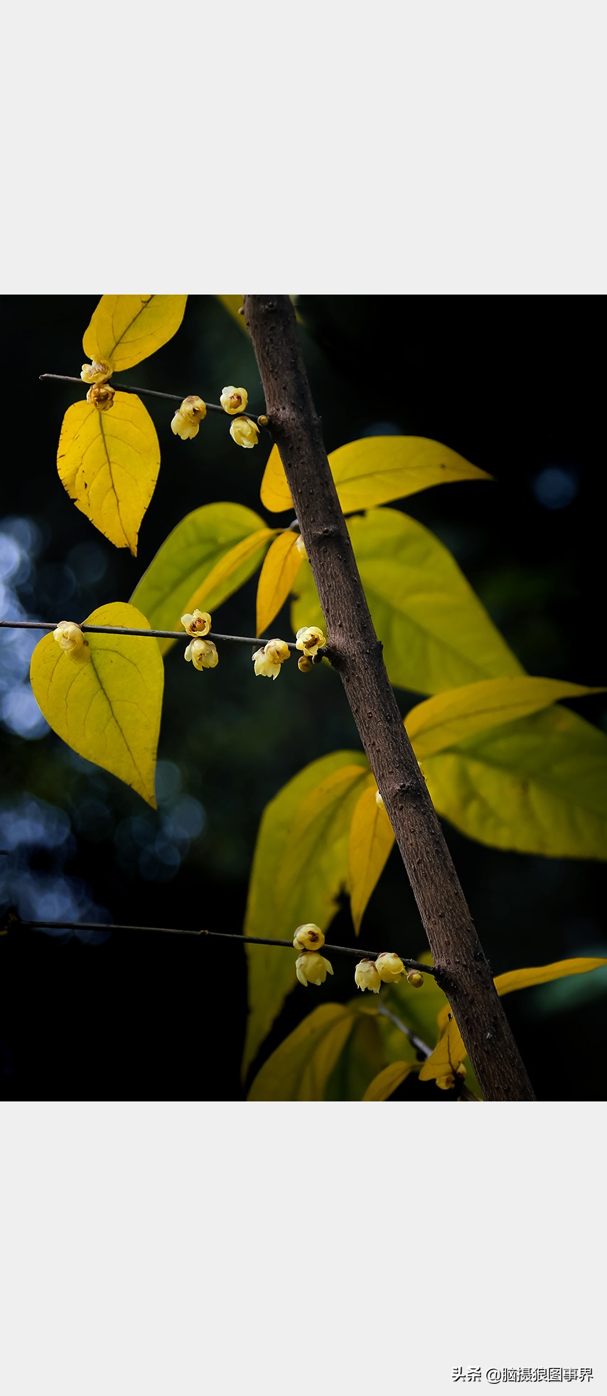 腊梅花特写怎么拍照好看,拍一枝腊梅花怎么拍出高级感