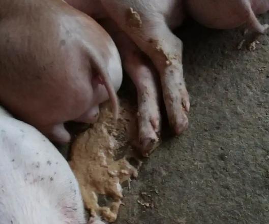 小猪崽子30天左右拉肚子怎么办,小猪拉稀用药量过多怎么办