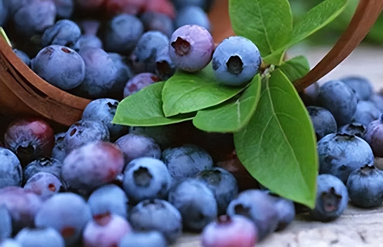 “蓝”不住的“莓”好！旺苍县木门蓝莓基地已开园！