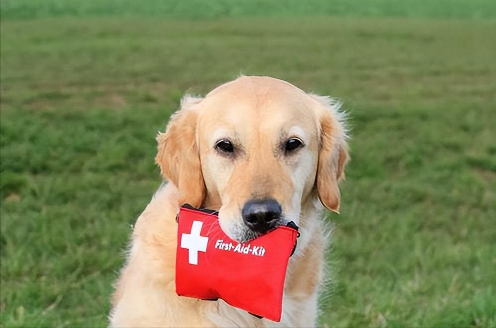 狗狗虚胖图,狗狗虚胖