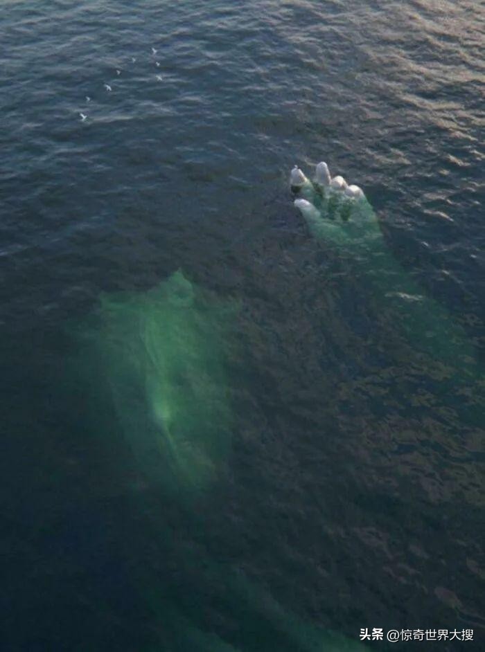 深海恐惧症最怕的100张图,深海恐惧症超长照片