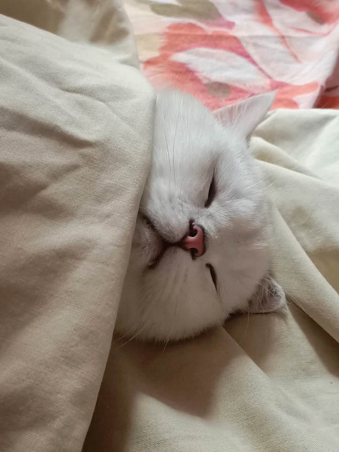 猫咪越养越瘦是什么原因,猫咪胃口不好越来越瘦是怎么回事