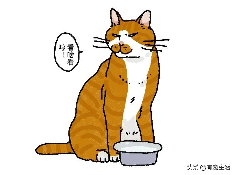 调皮猫咪怎么治,宠物猫调皮怎么办
