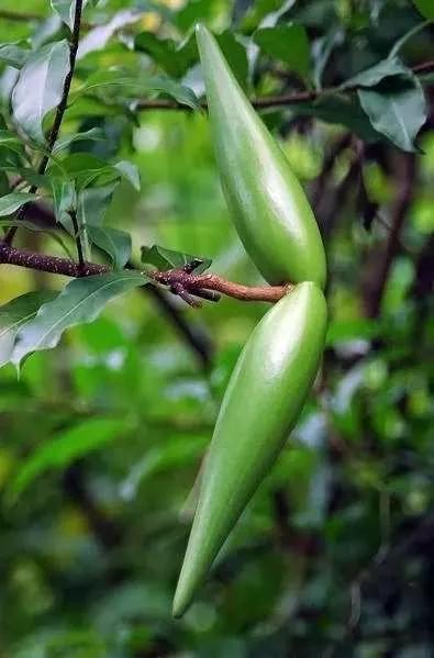 所有花的名称大全,认识各种花的寓意