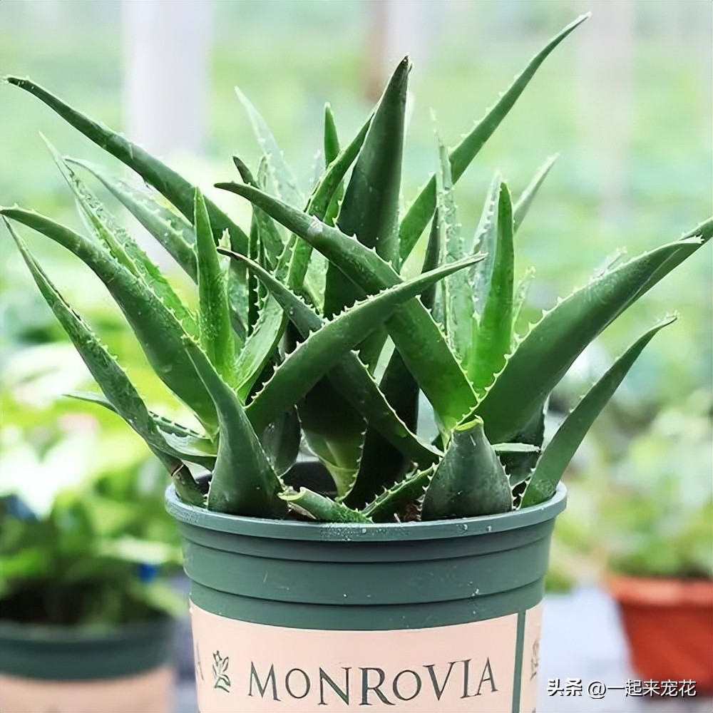 适合放卧室里的芦荟植物,芦荟植物盆栽有啥好处