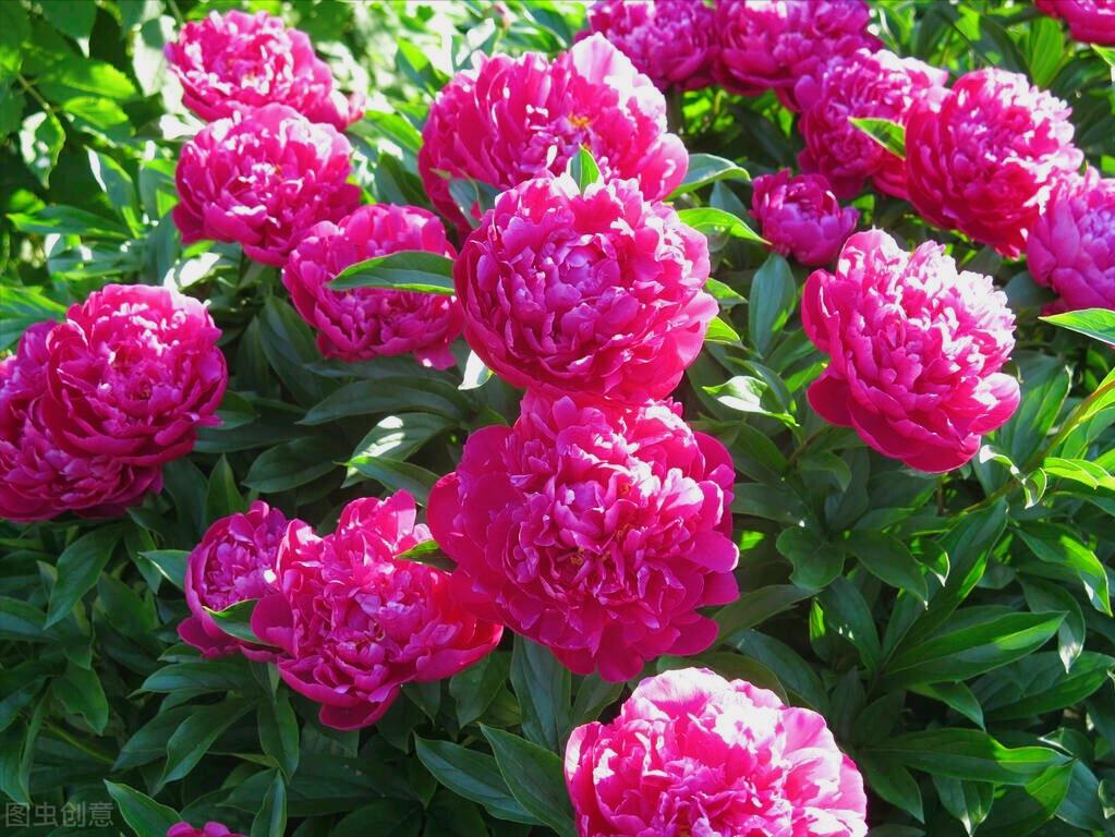 感恩母亲节祝自己节日快乐,母亲节感恩祝福词妈妈我爱你