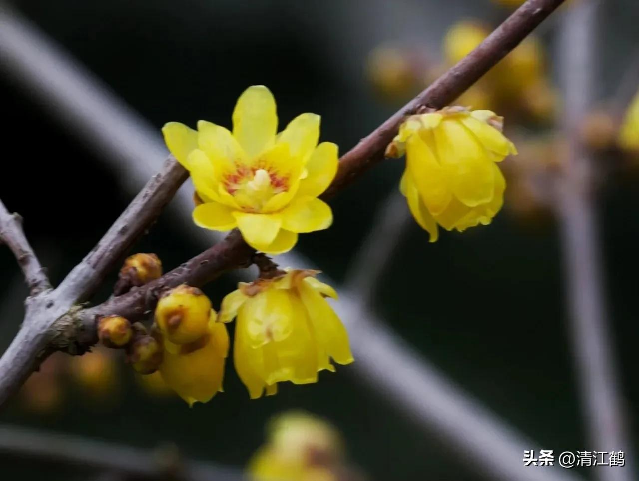 蜡梅夏季管理,秋季腊梅管理