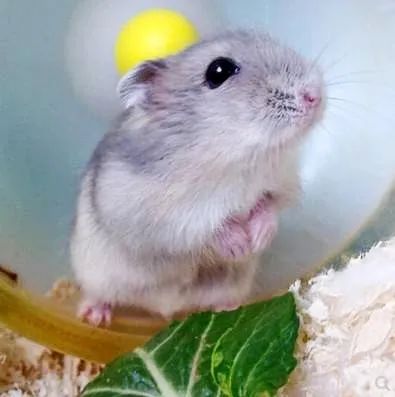 这姑娘，养仓鼠都养出了诗意