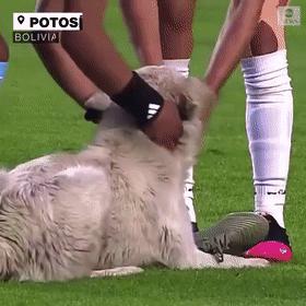 小狗进足球场扑球,狗子闯进足球场带球过人成功射门