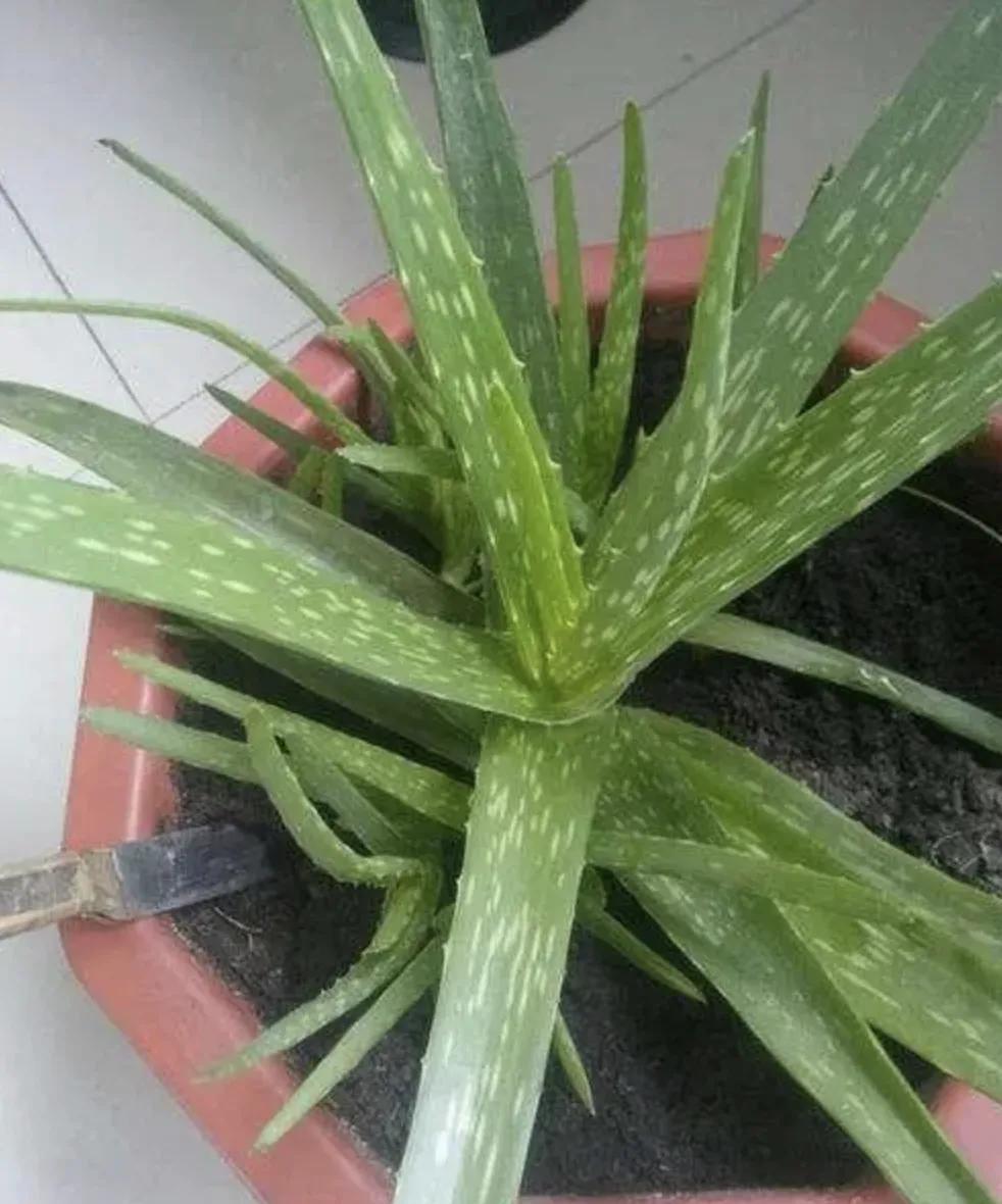 这几种芦荟不仅可以观赏，还能美容，你选对品种了吗？