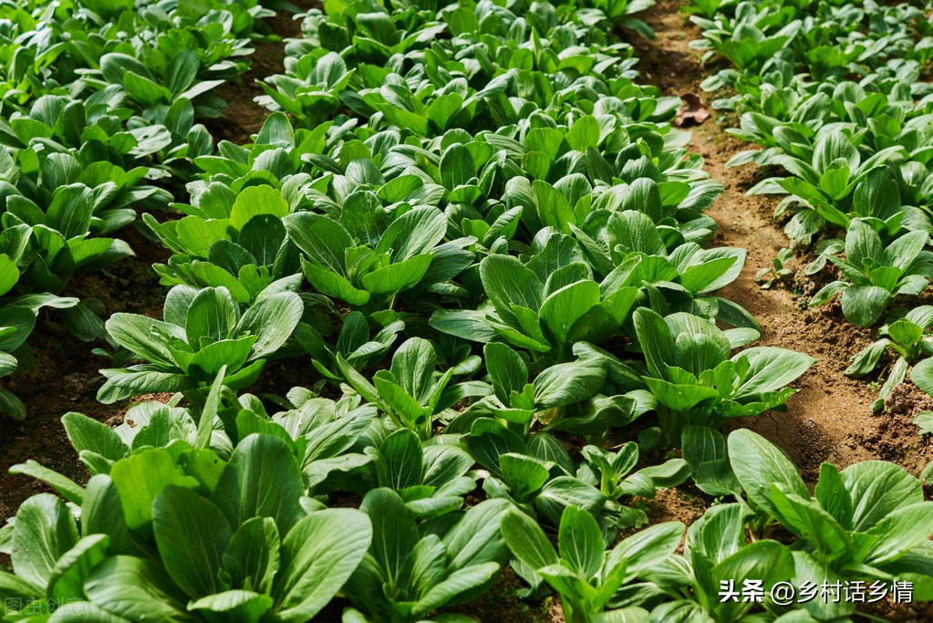 鼻涕虫和蜗牛怎么治理,田里鼻涕虫怎么彻底消灭