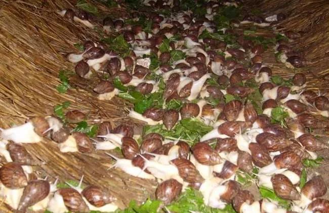 中华白玉蜗牛有市场吗,白玉蜗牛最便宜一只多少钱