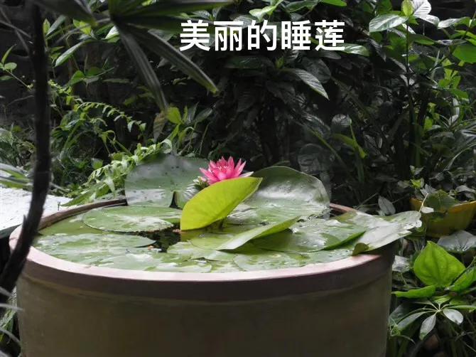 白马蹄莲跟彩色马蹄莲哪个品种好,洁白的马蹄莲图片