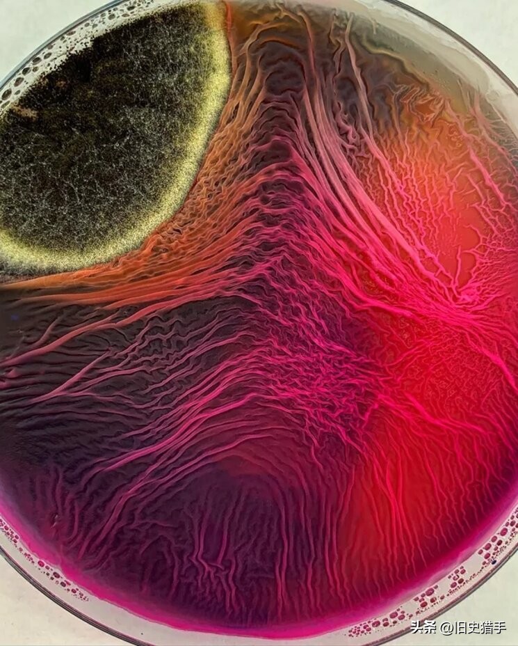 20张照片霉霉,25张令人震惊的图片