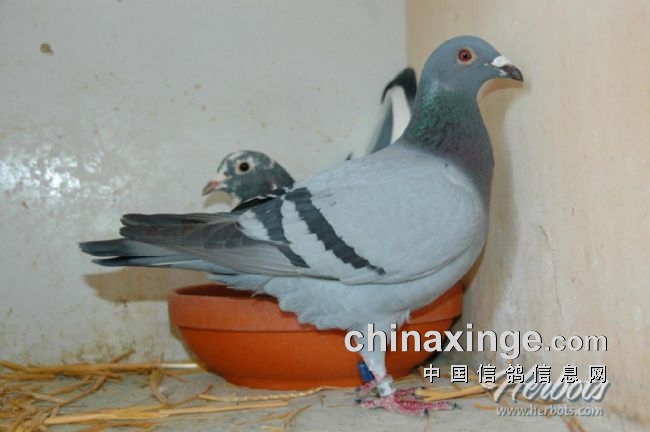 万里挑一的获奖者图片,万里挑一比赛视频