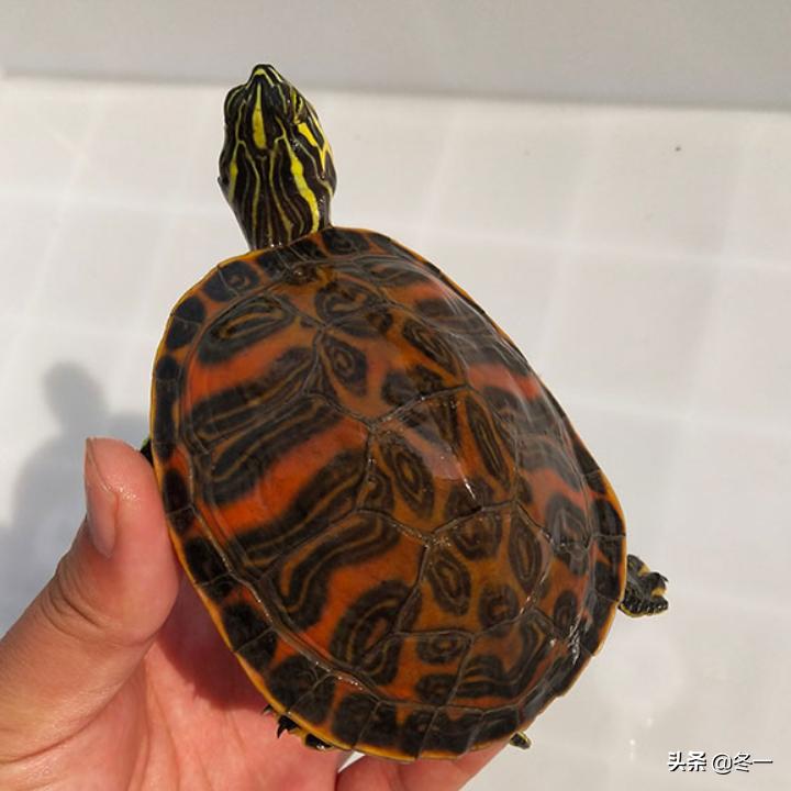 养龟避坑,新手养龟入门基础知识