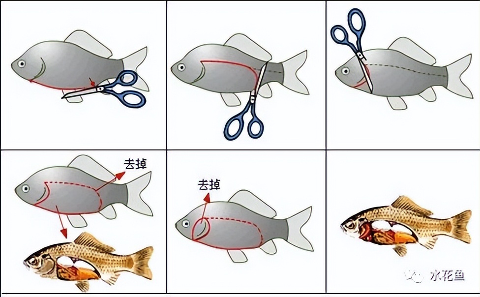 鱼的内部器官构造,鱼类的器官特征