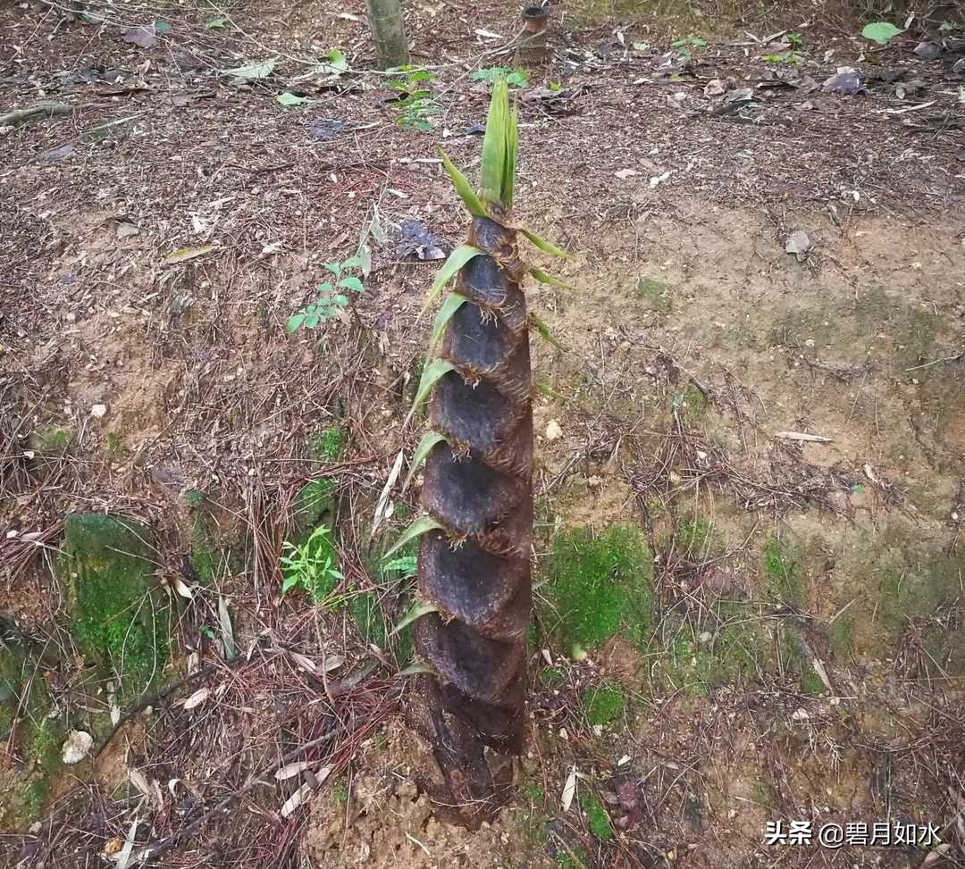 自己晾晒的莴笋干怎么清炒好吃,莴笋干晒制方法怎么做才好吃