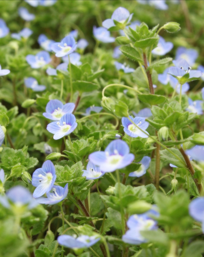 清明期间开的野花有哪些,清明节野花