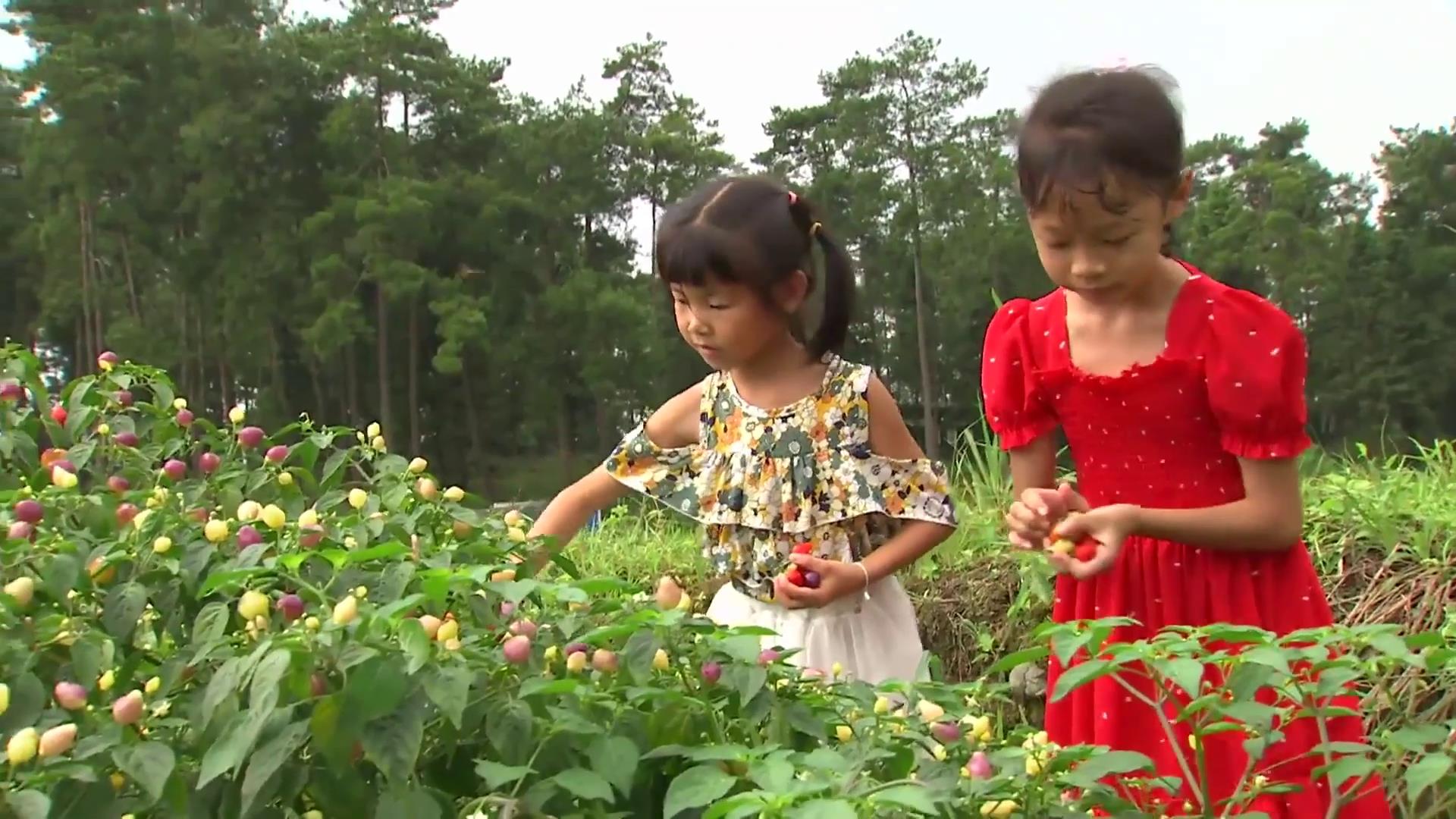 黄土种植的七彩辣椒好不好,种七彩辣椒利润