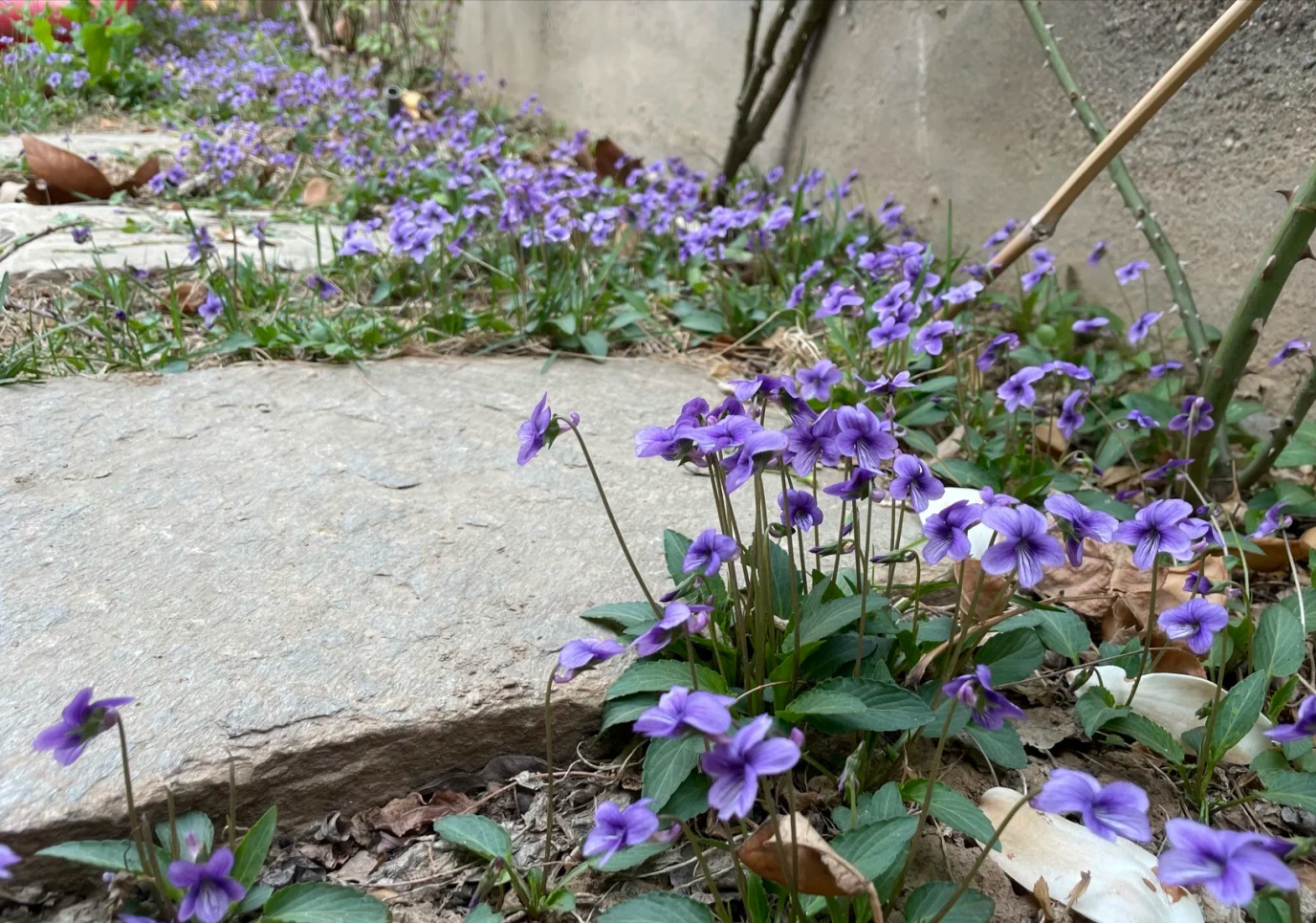 清明期间开的野花有哪些,清明节野花