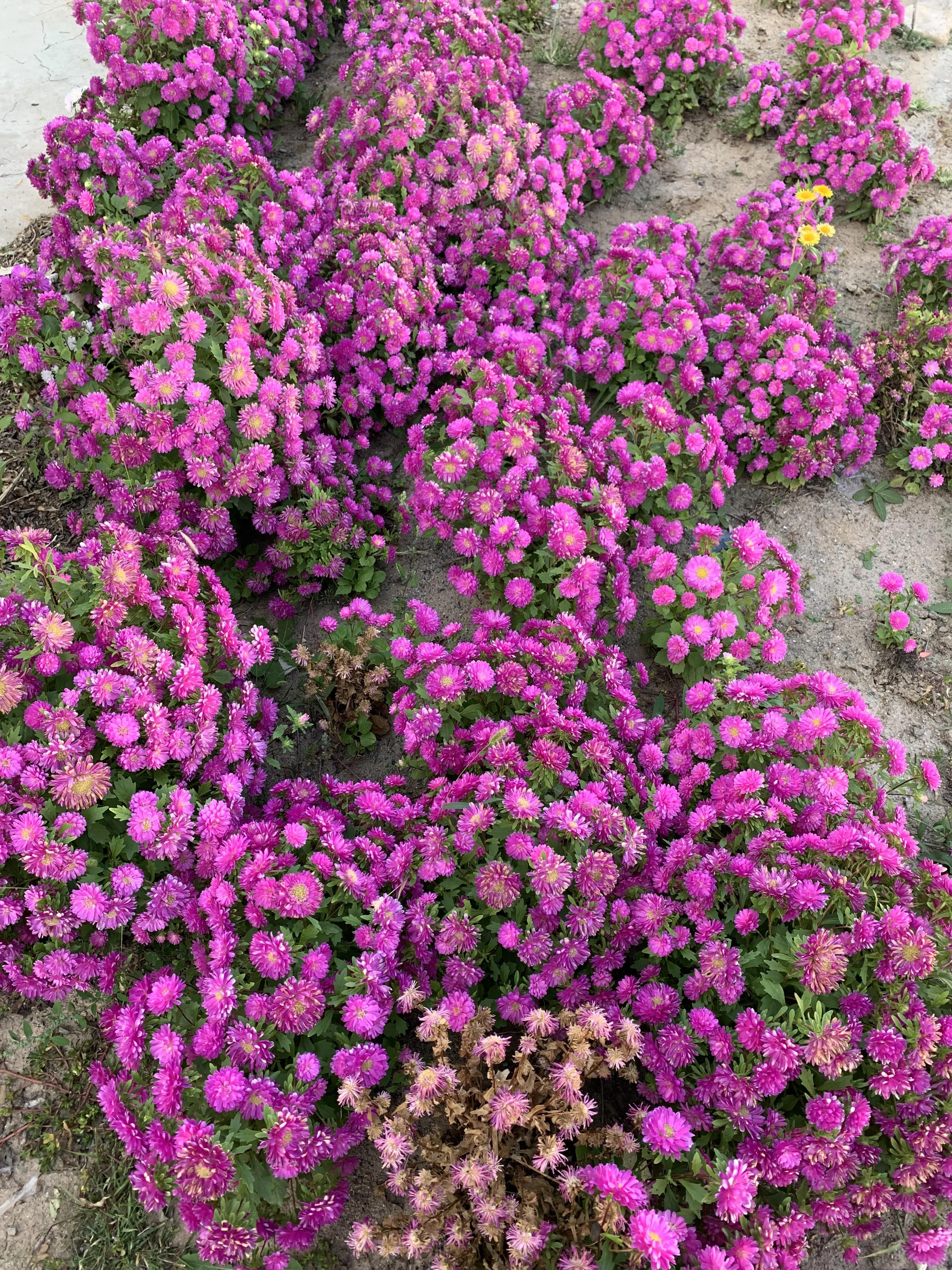 寮犲鍙ｅ競瀹ｅ寲鍘挎潕澶т汉搴勬潃浜烘,瀹ｅ寲鏉庡ぇ浜哄簞鍦板悕鏉ュ巻