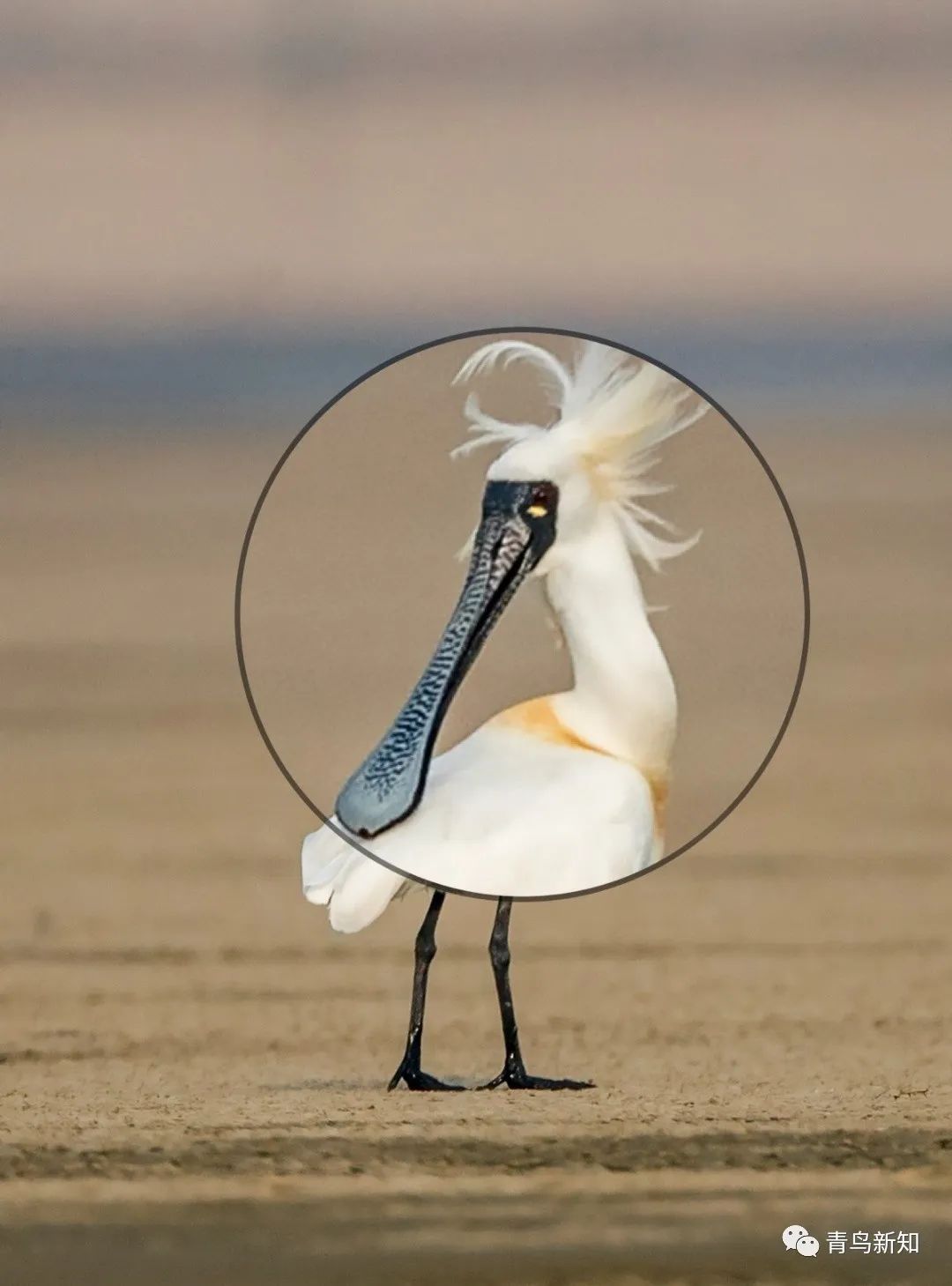 世界上最罕见的动物之勺嘴鹬,勺嘴鹬是不是濒危动物