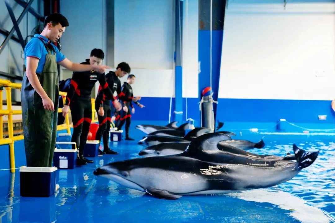 公司的旅游团建必须去吗,旅游团建机构有哪些好的