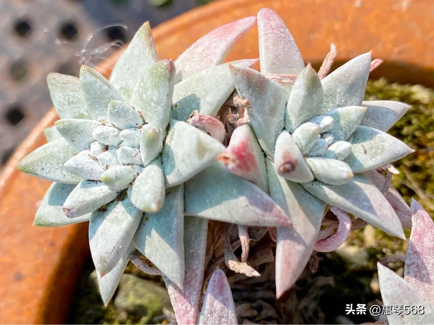 怎样养护多肉植物仙女杯,多肉仙女杯拍摄视频