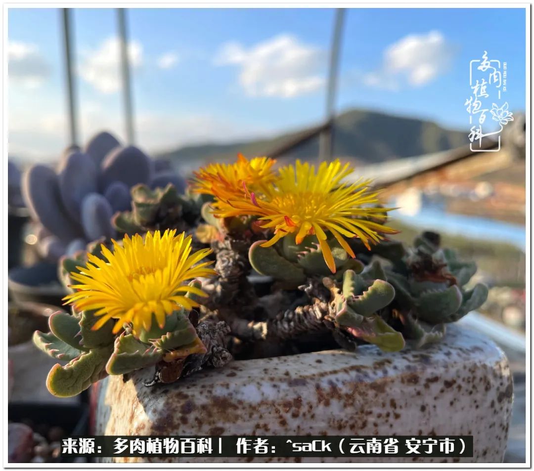 情不知所起一往而深歌曲,情不知所起一往而深完整版