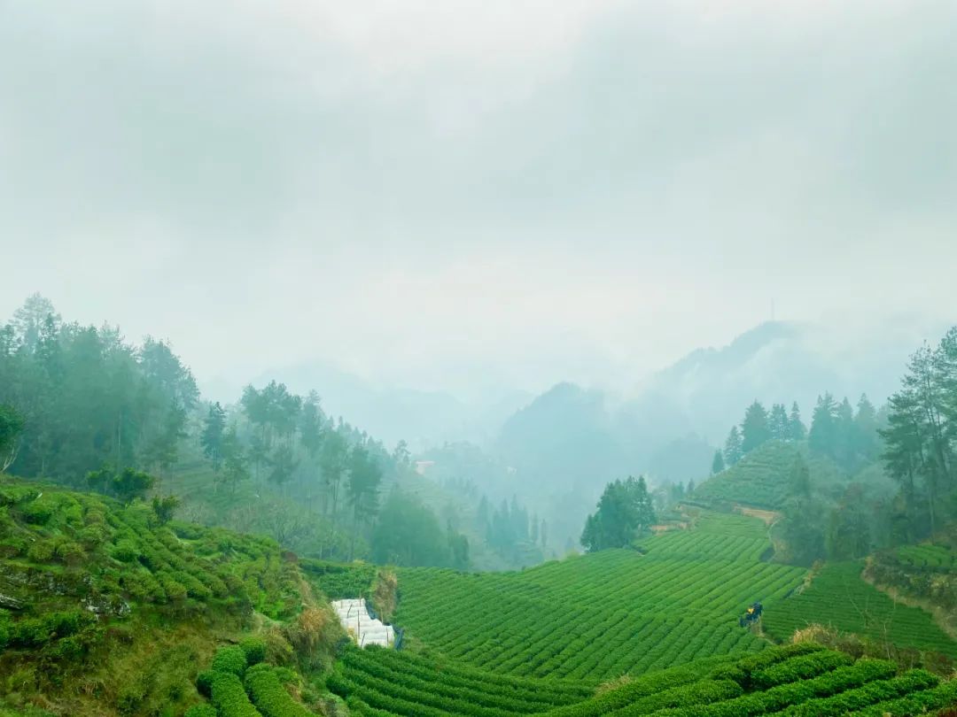 保靖黄金茶营养价值,保靖黄金1号茶跟2号茶的区别
