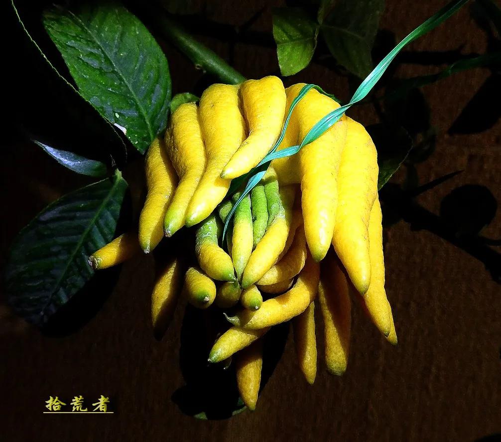 世界各国最漂亮的佛手植物图片,佛手是观花植物吗图片