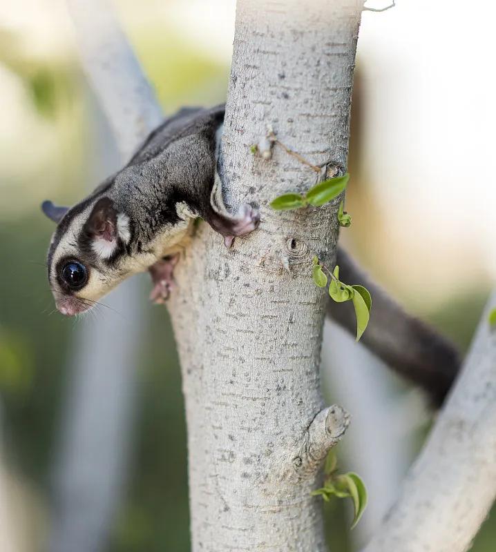 什么宠物对纯素食者最好,好养且可以食用的宠物有哪些