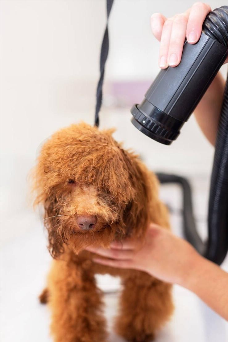 泰迪洗澡十大禁忌,注意泰迪犬洗澡7大误区劝你别犯